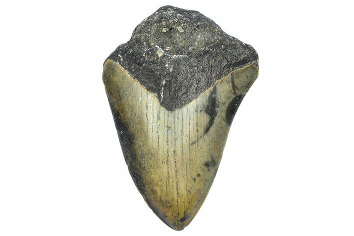 Partial, Fossil Megalodon Tooth - North Carolina #362962